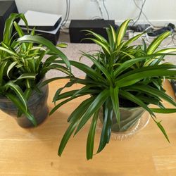 Spider Plants 