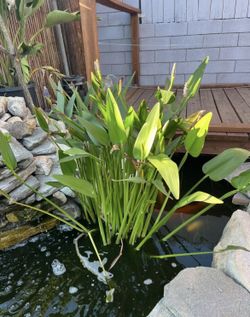 pond plant Royal Pickerel plant blooms purple