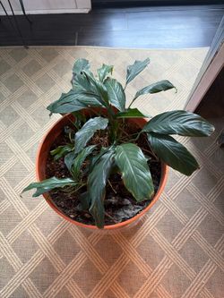 Large living plant in pot