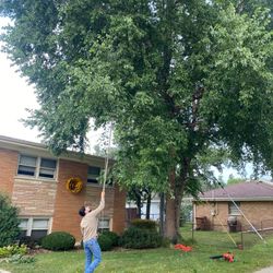 Tree, Work, Care, Stump Grinding 