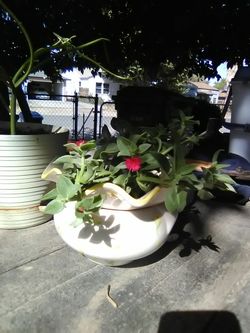 Ice ivy plant