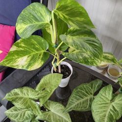 Small White Butterfly Arrowhead Plant's 