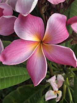 Plumerias