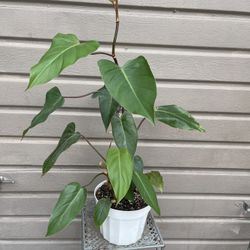 8” philodendron red emerald 