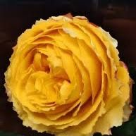 Rare European, Japan rose plants ,      Shining smile