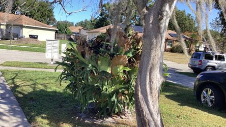 Staghorn 40 years old