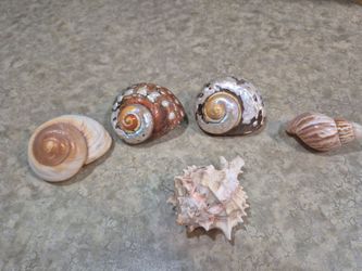 Hermit crab shells.