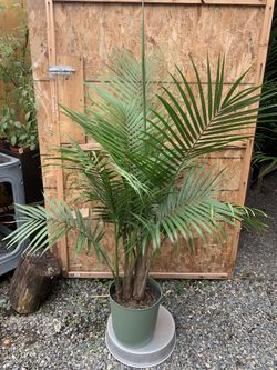 Indoor Palm