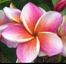 Plumeria J105 rooted pooted plant 15", 3 tips.