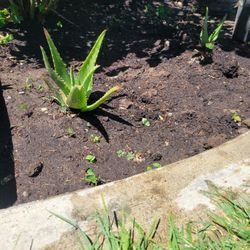 ALOE VERA PLANT 