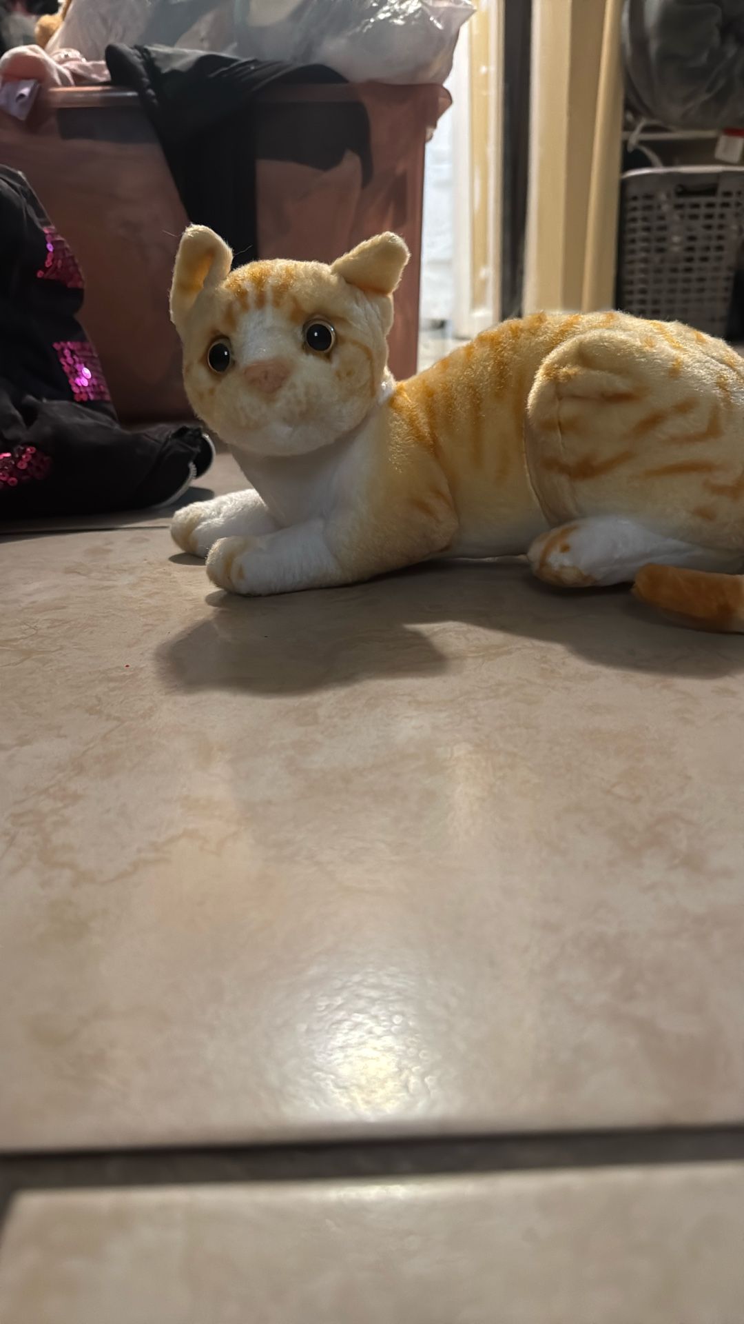 live cat