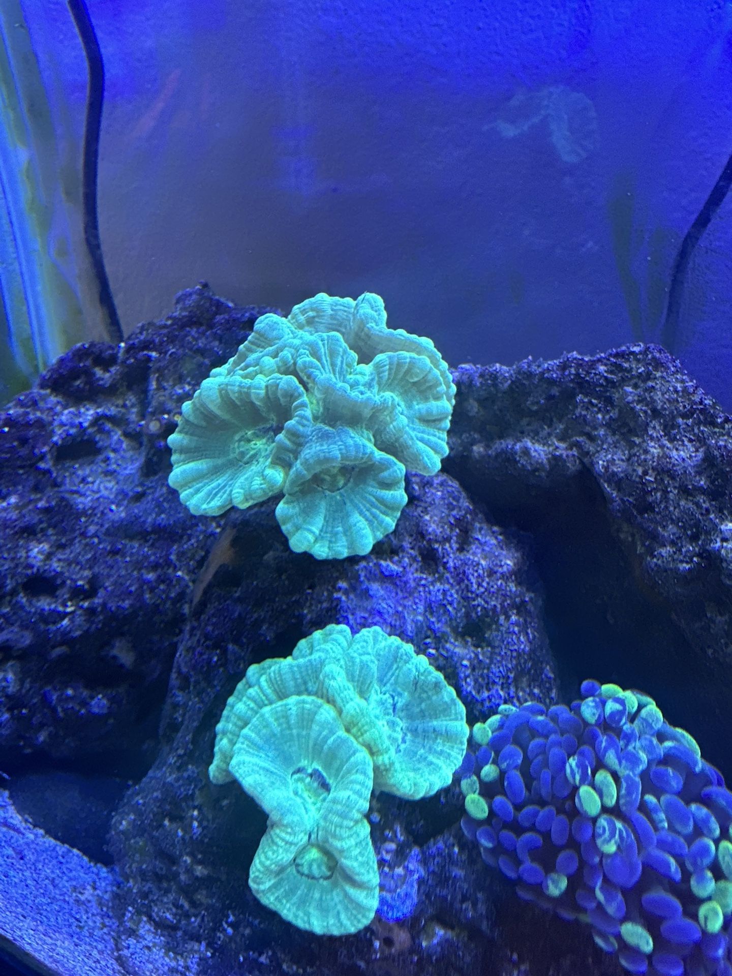 Saltwater Coral Decor