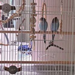 Bird Cage
