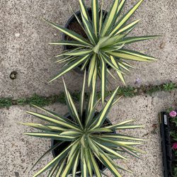 Yucca Filamentosa Plant 