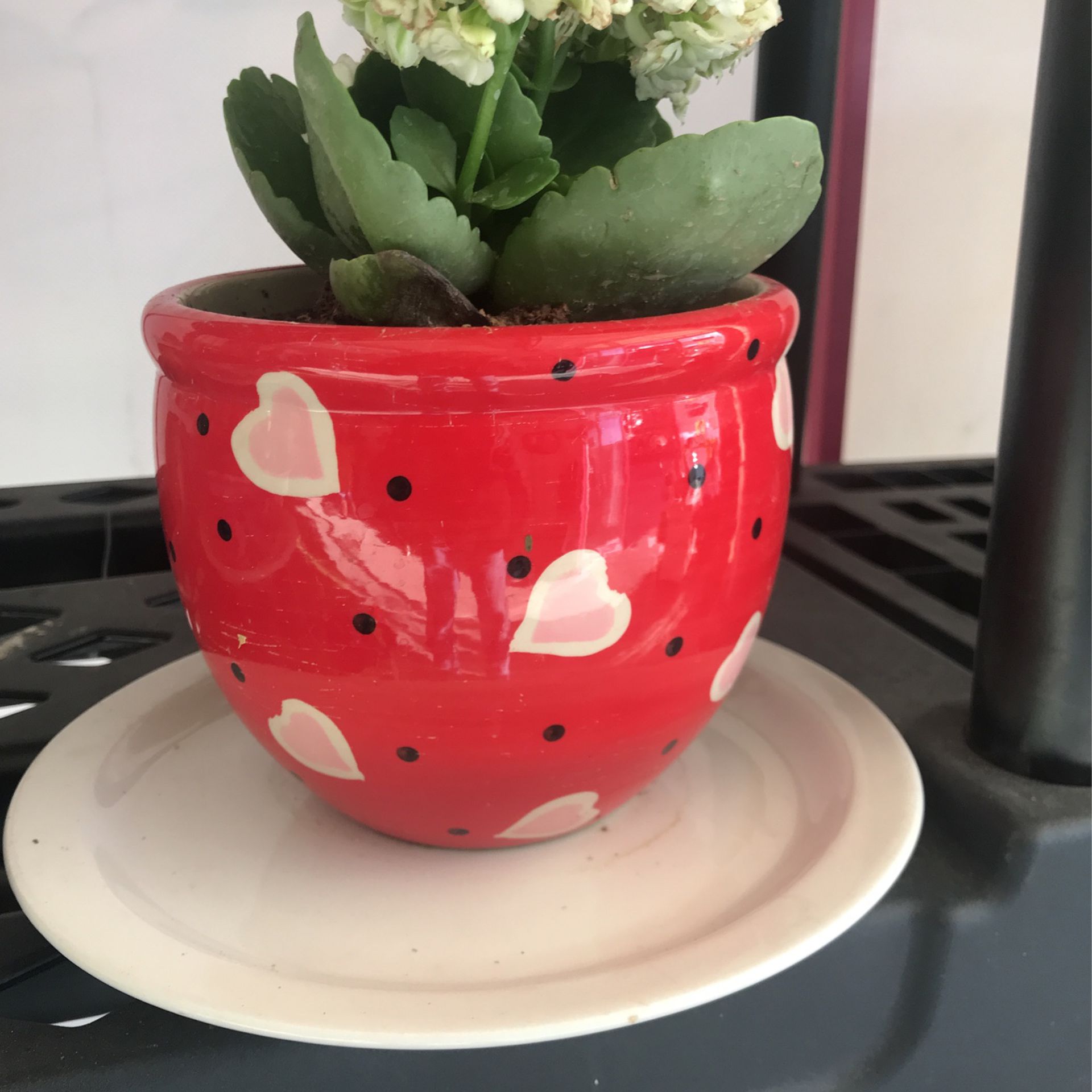 Flower, Hart Pot 