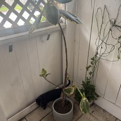 6ft Potted Ficus Tree