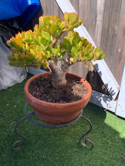 Jade plant
