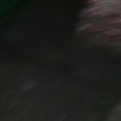 Lawn Soil