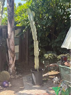 Euphorbia Cactus trees 6-8ft potted