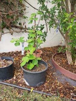 Brown TURKEY fig Tree