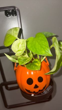 Small pothos plant