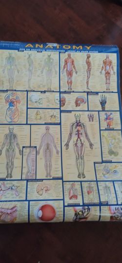 XL Anatomy Poster