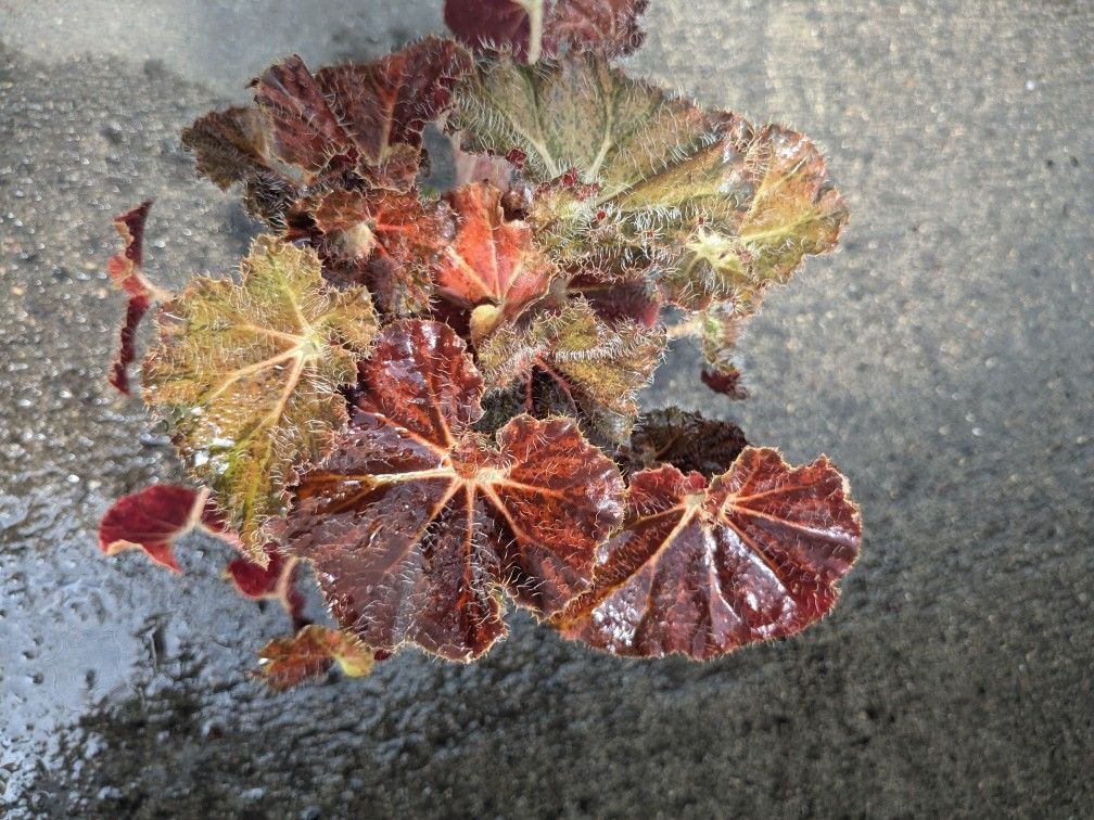 "Carol Knight" Begonia