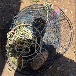 Lobster Traps Hoop nets 