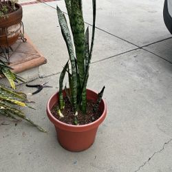 Snake Plant