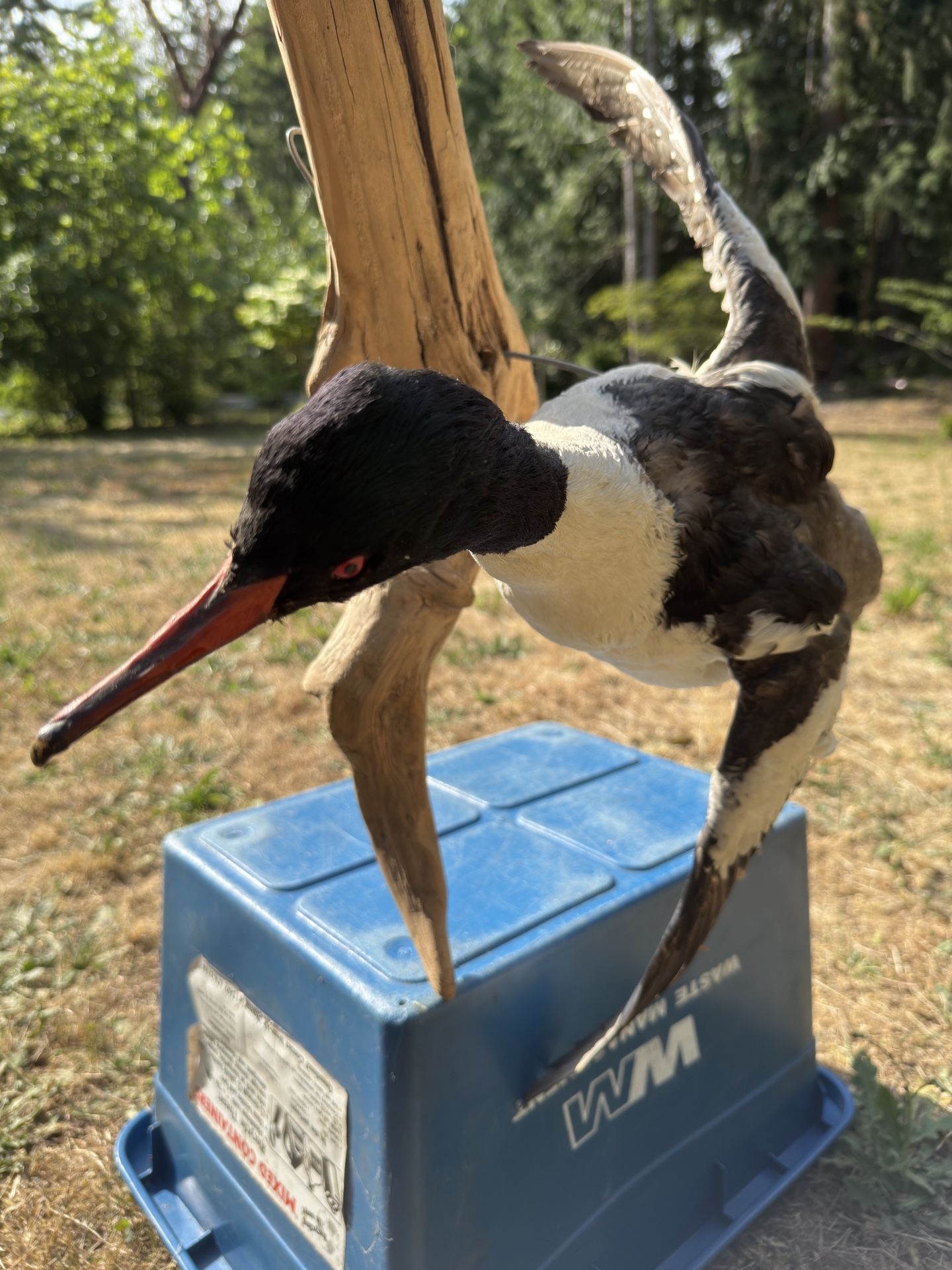 Bird Taxidermy