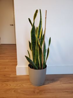 Snake plant