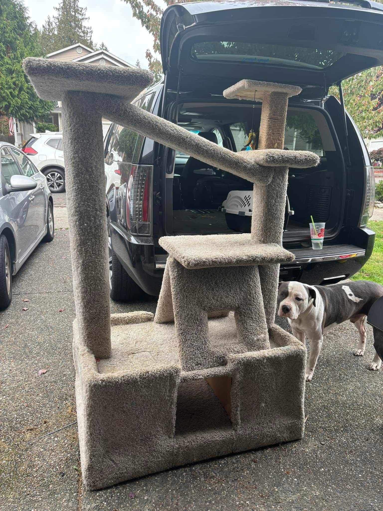Cat Tree