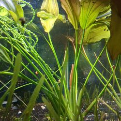 Aquarium sword plants