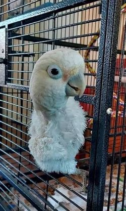 Cockatoo w cage