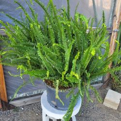 Large Boston Fern Plants 14" Pot