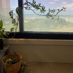 Long Mini Monstera