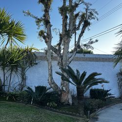 Trees Treeming And Cutting Down 
