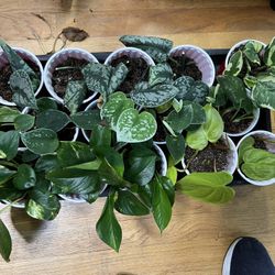 5 Each House Plant