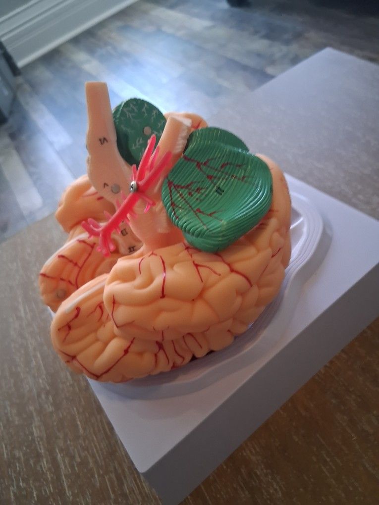 Anatomy Study Posters and 3D Brain Study Model.