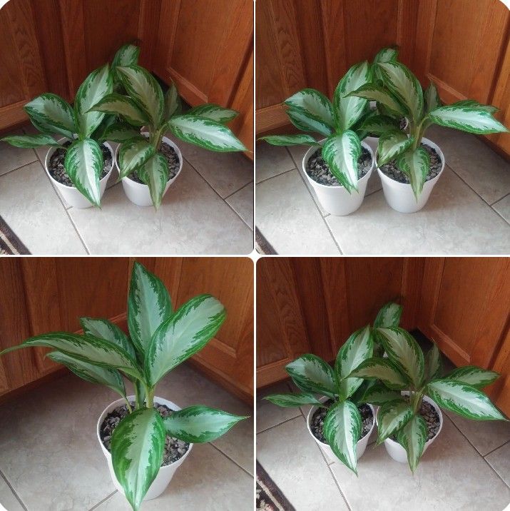 Evergreen Aglaonema House Plants$10-$12 Each pot