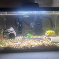 Fish Tank 