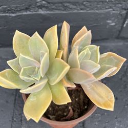Succulents 