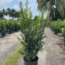 Podocarpus 7 GALLON