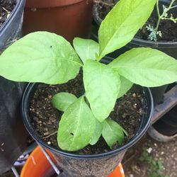 Mexican Petunia Plant. Perfect For Pots, Drought Tolerant, Heat Tolerant 