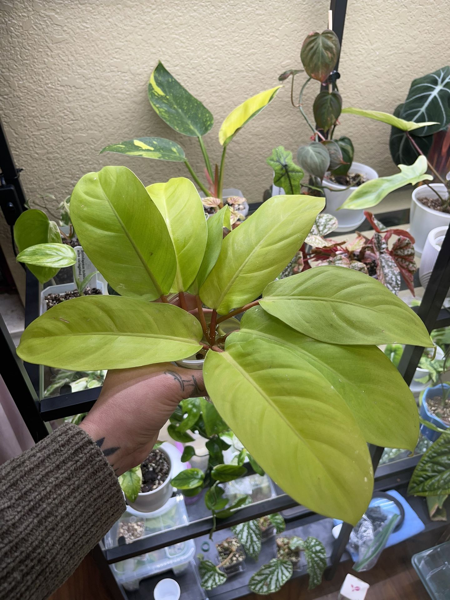 Philodendron Golden Goddess