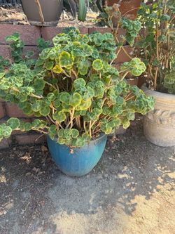 Potted plants