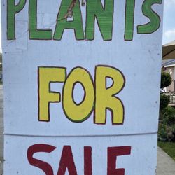 Cactus  And Succulents Starting 1$ And Up