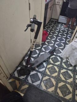 Bird.  Scooter