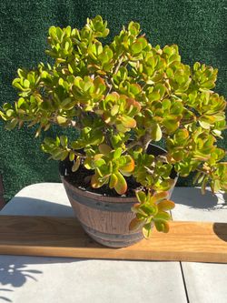 Jade Plant Cluster
