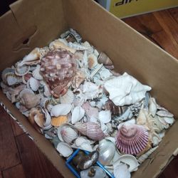 Seashell Collection